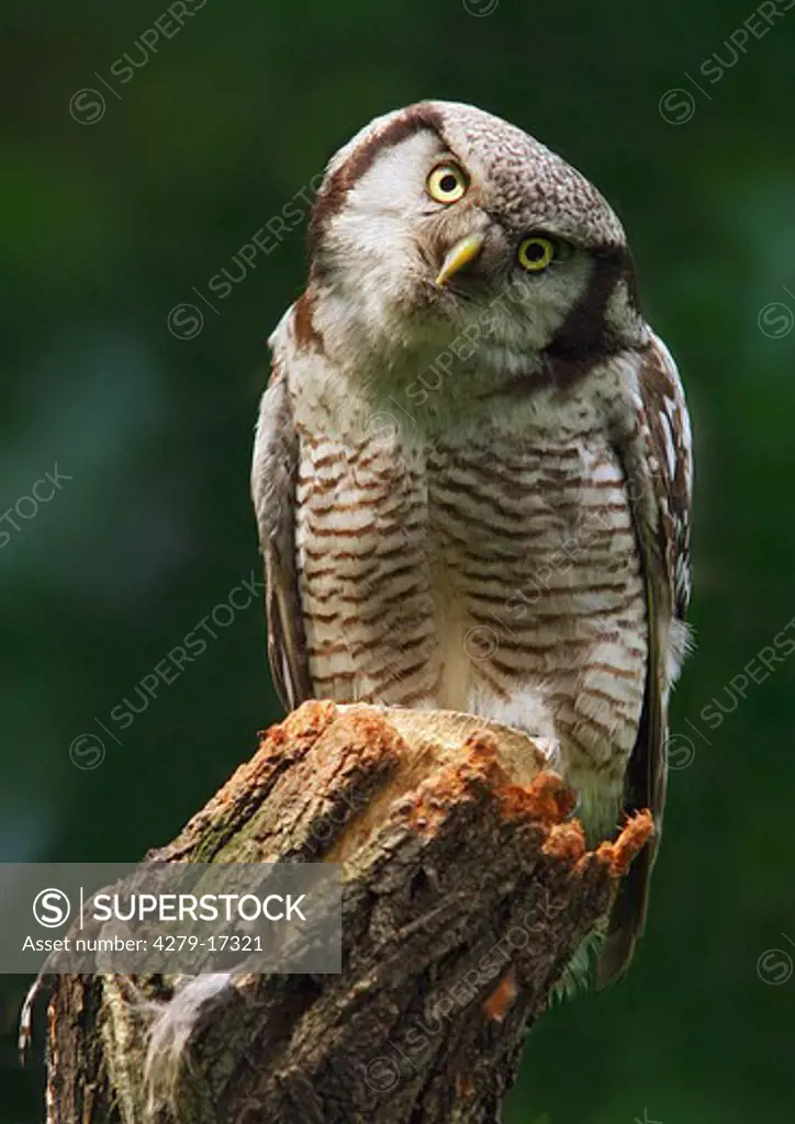 northern hawk owl, Surnia ulula