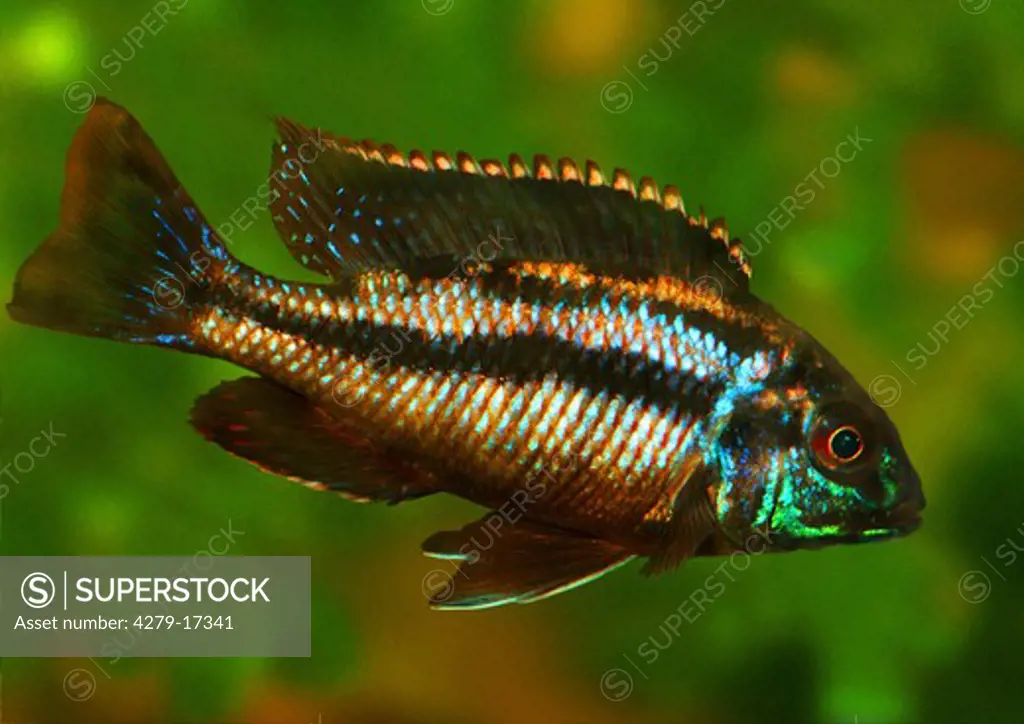 purple cichlid, Pelvicachromis pulcher