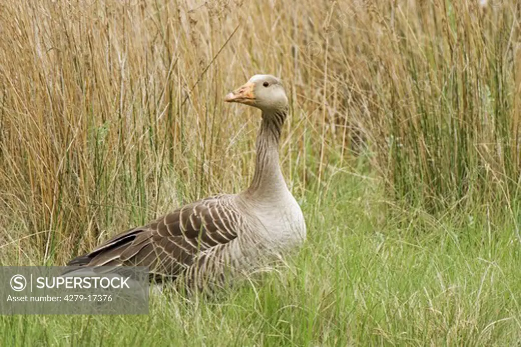 greylag goose - on meadow, Anser anser