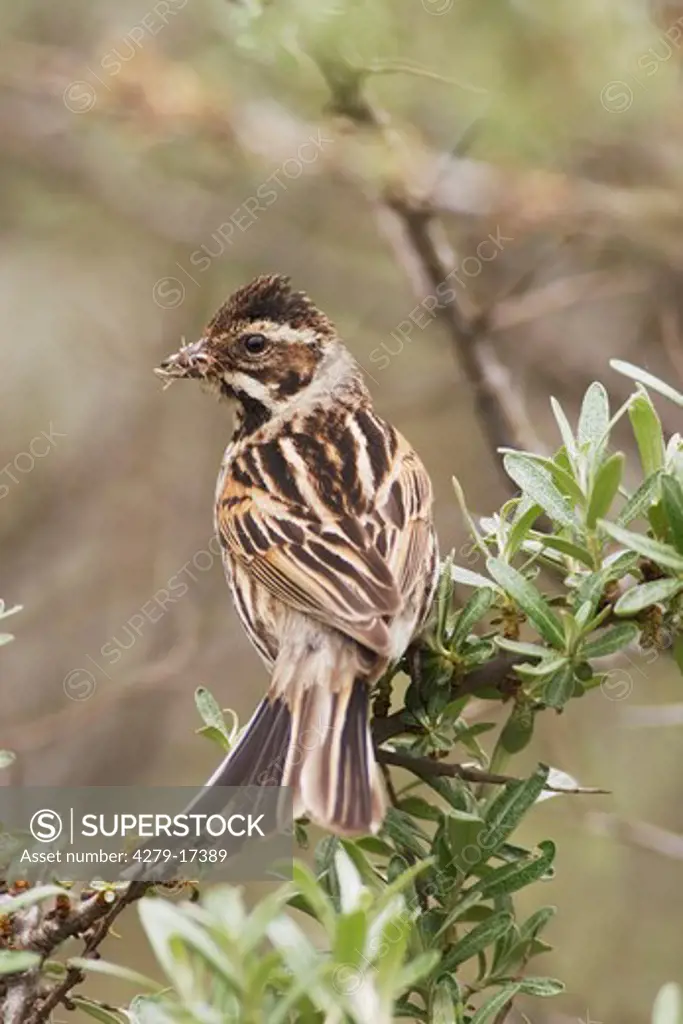 reed bunting (female) - with food, Emberiza schoeniclus