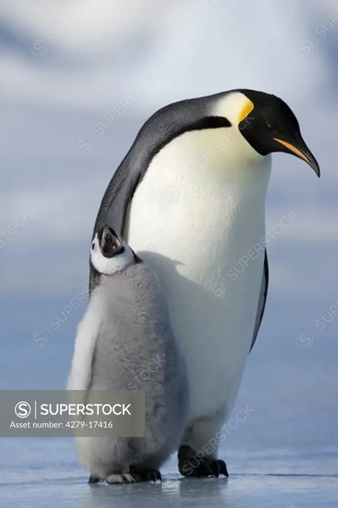 emperor penguin with cub, Aptenodytes forsteri