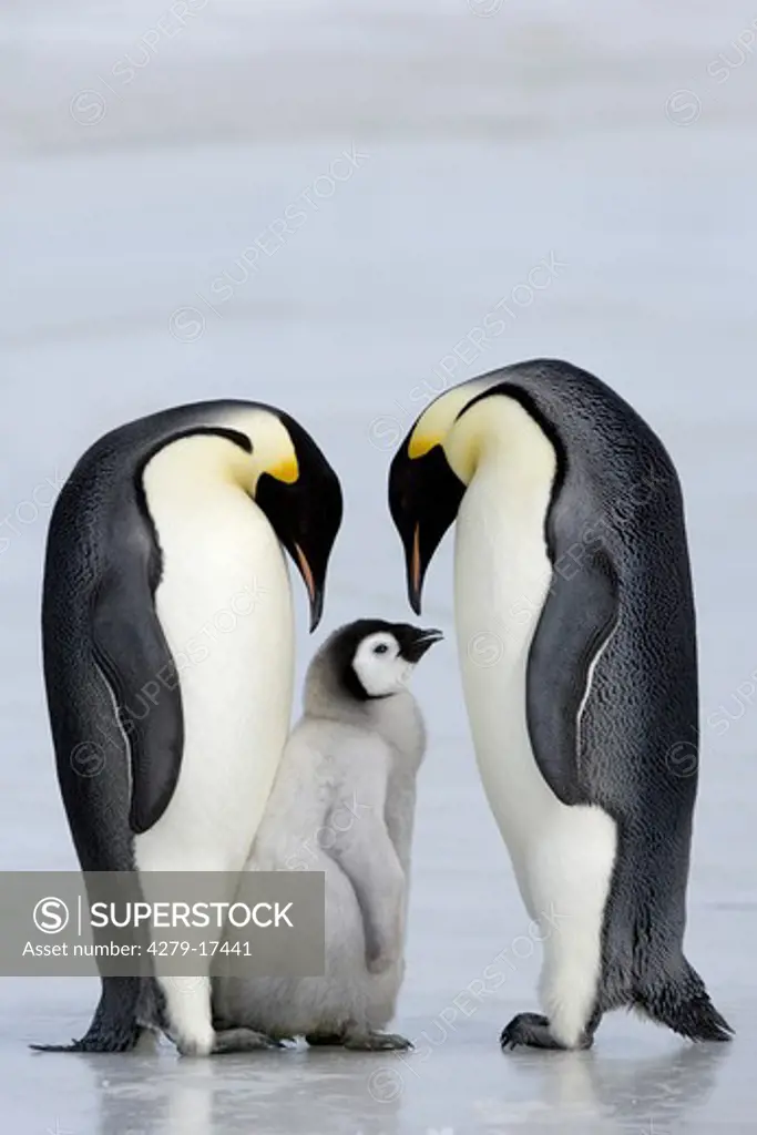 two emperor penguins with cub, Aptenodytes forsteri