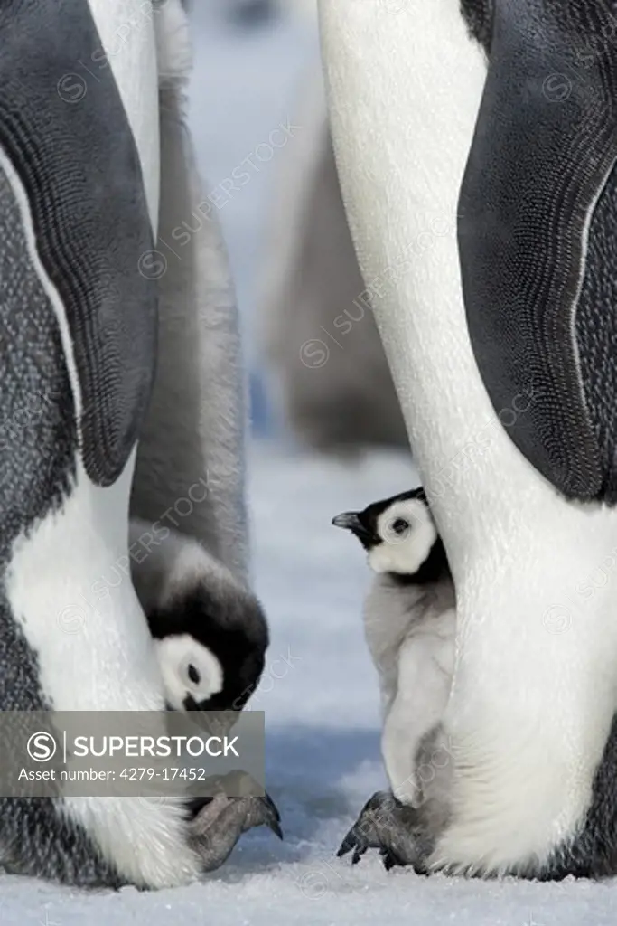 emperor penguins with cubs, Aptenodytes forsteri