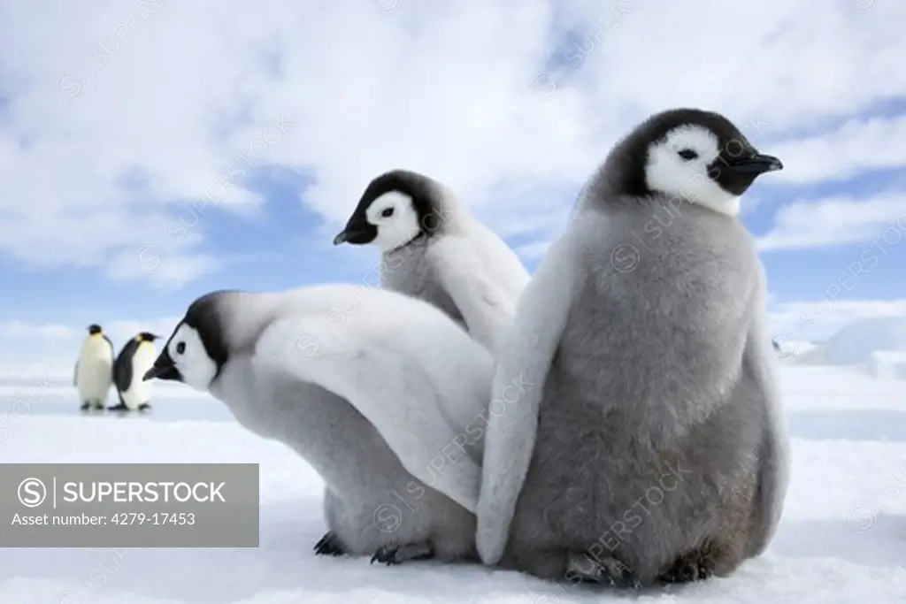 emperor penguin - cubs, Aptenodytes forsteri