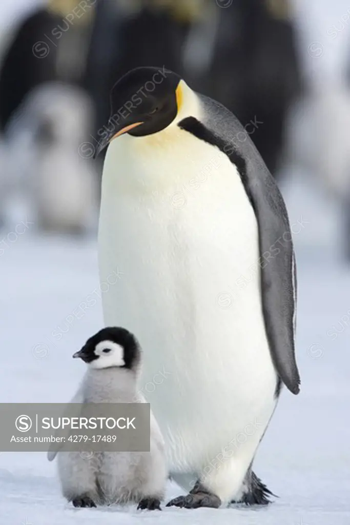 emperor penguin with cub, Aptenodytes forsteri