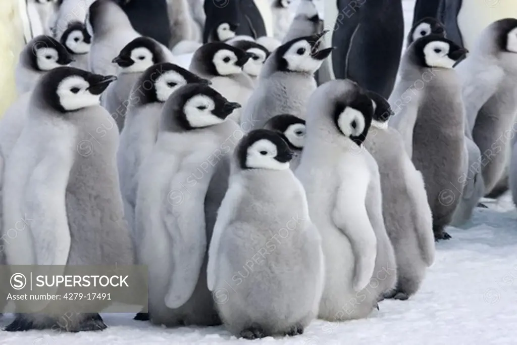 emperor penguin - cubs, Aptenodytes forsteri