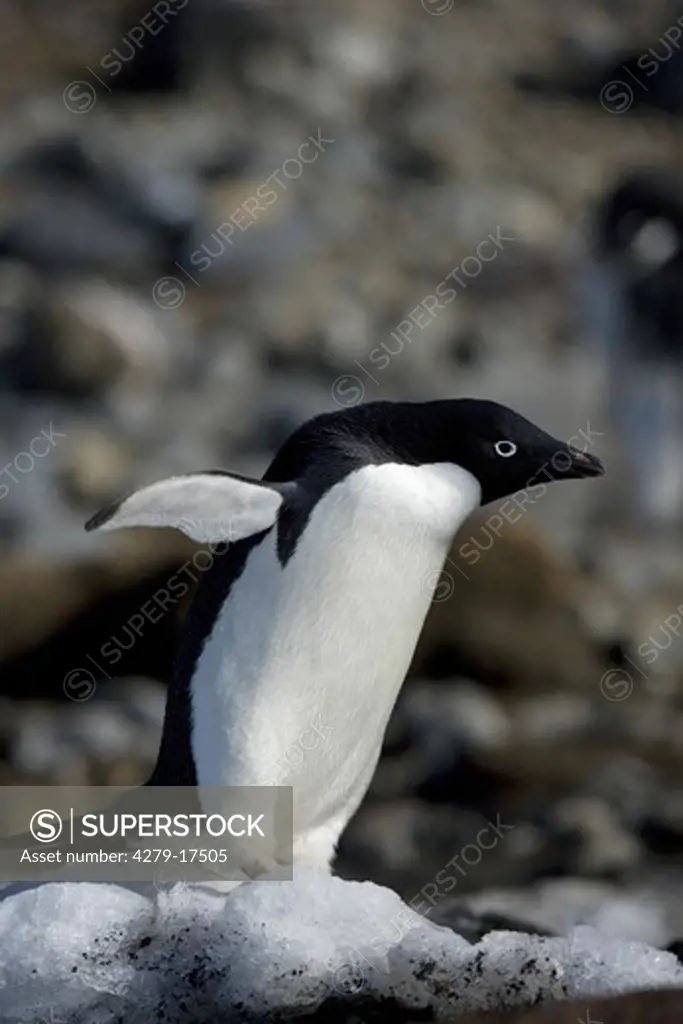 Adelie penguin - standing lateral, Pygoscelis adeliae