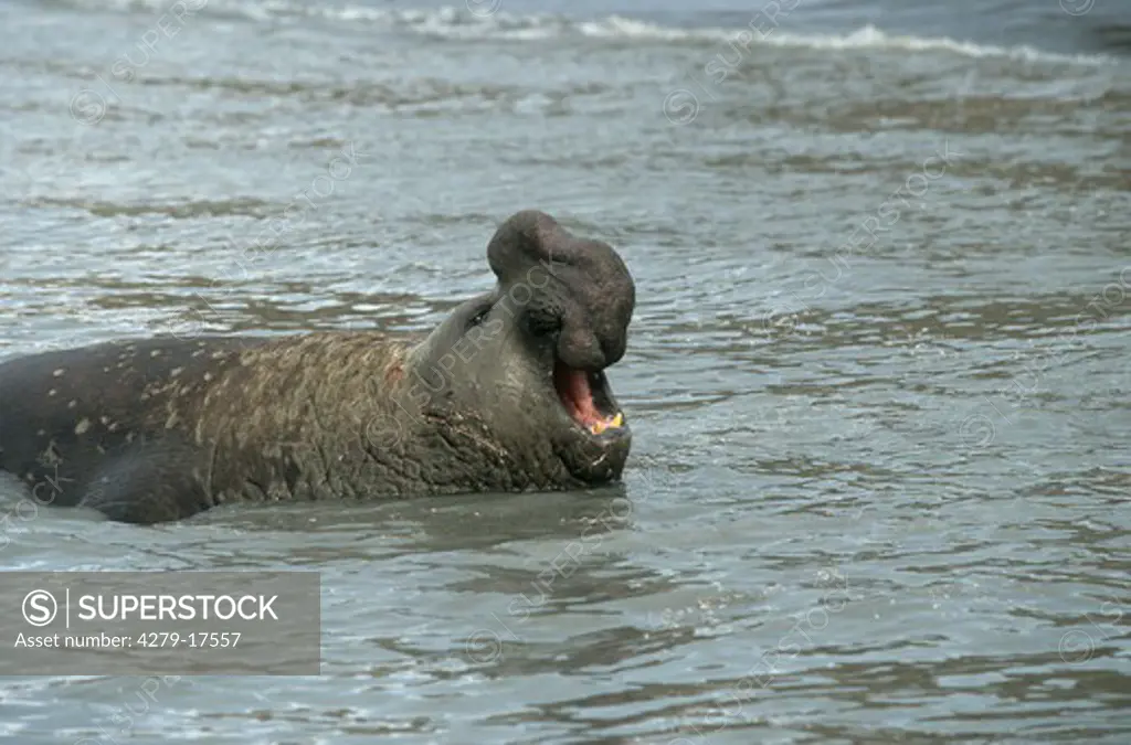 southern elephant seal - in water, Mirounga leonina