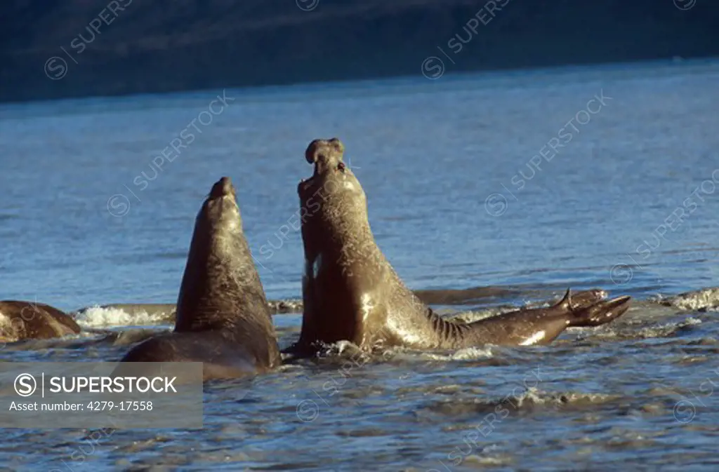 southern elephant seals, Mirounga leonina