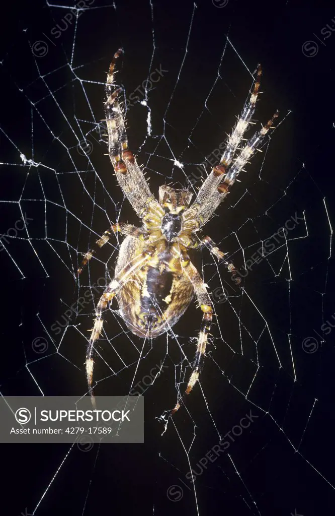 cross spider - in cobweb, Araneus