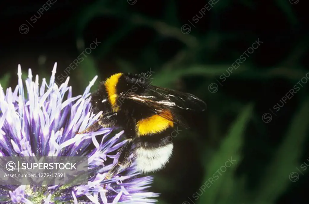 buff-tailed bumblebee - at blossom, Bombus terrestris