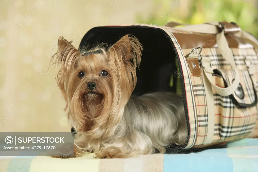 Yorkshire Terrier - lying in bag