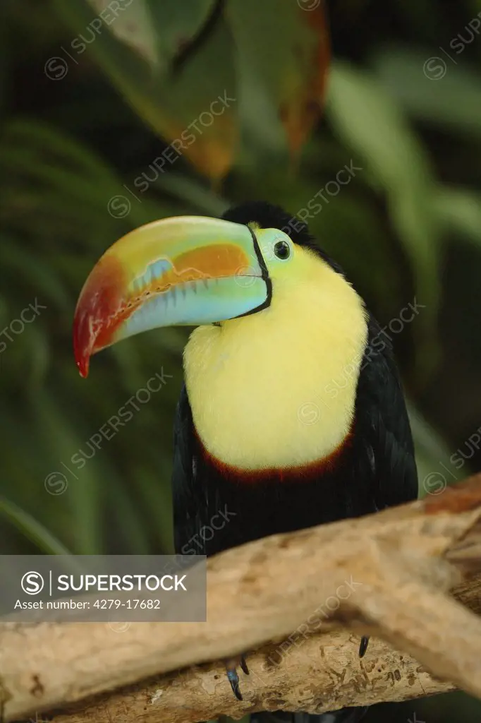 keel-billed toucan, Ramphastos sulfuratus