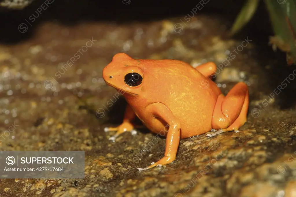Strawberry Poison-dart frog, Oophaga pumilio