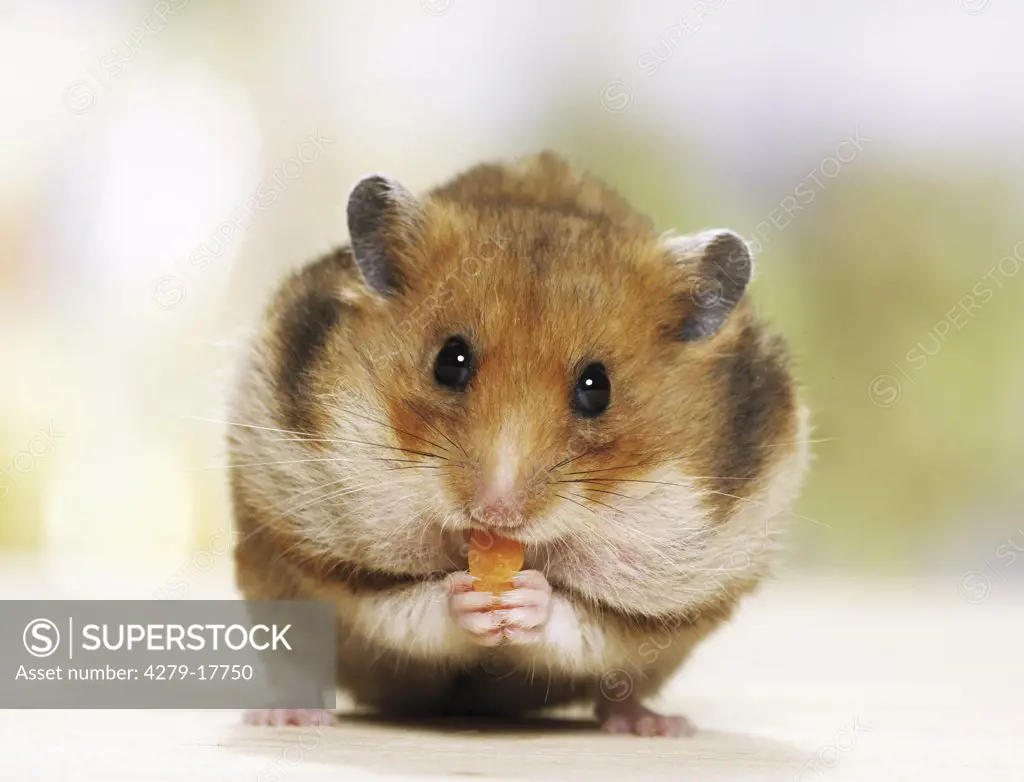 golden hamster - munching, Mesocricetus auratus