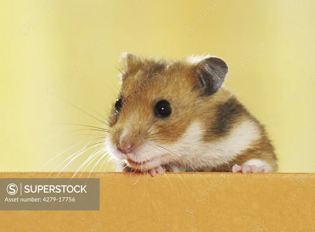 golden hamster - portrait, Mesocricetus auratus