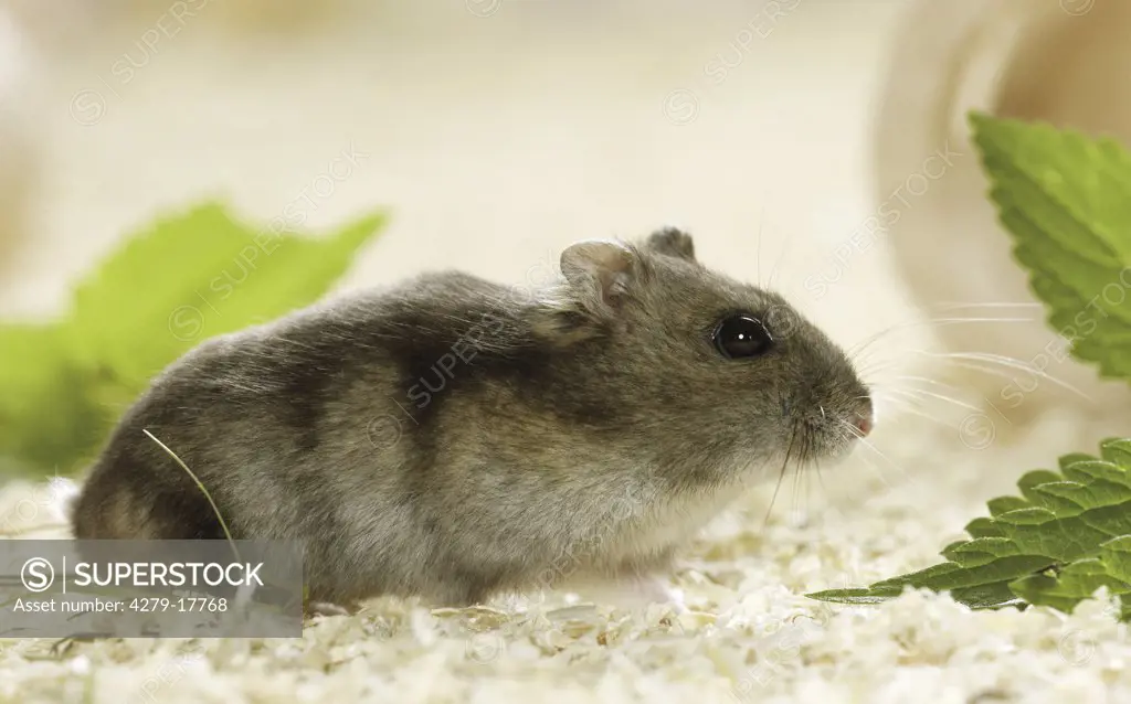Dzhungarian Dwarf Hamster, Phodopus sungorus