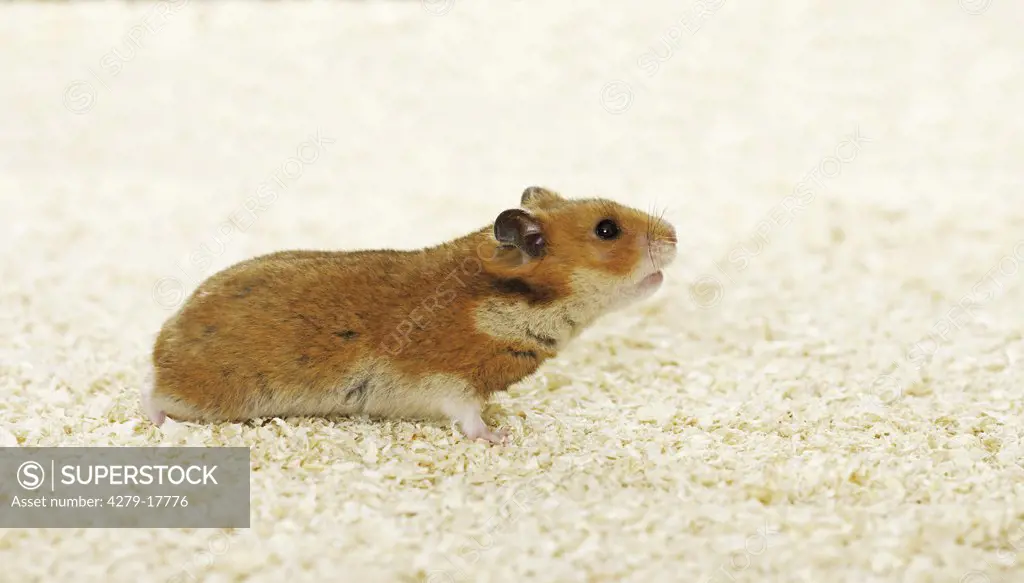 golden hamster - standing, Mesocricetus auratus