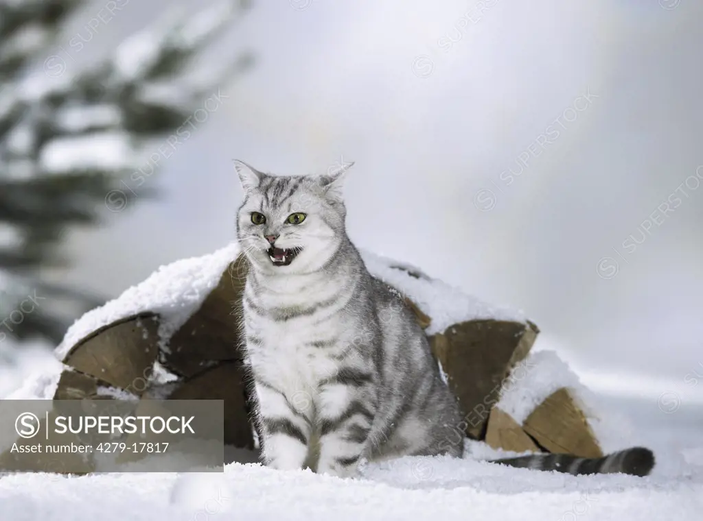 Britsh Shorthair cat - sitting in snow