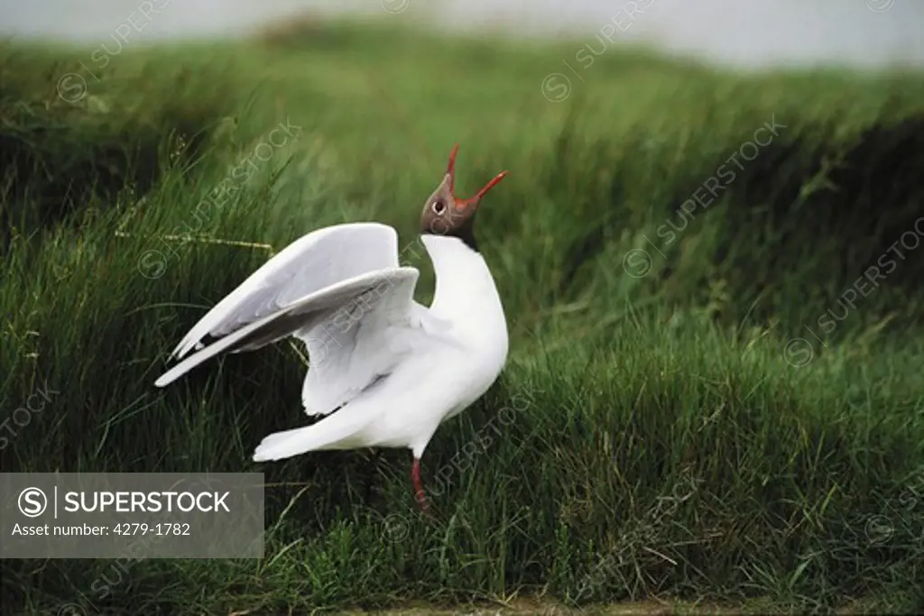 Larus ridibundus, Black - headed gull