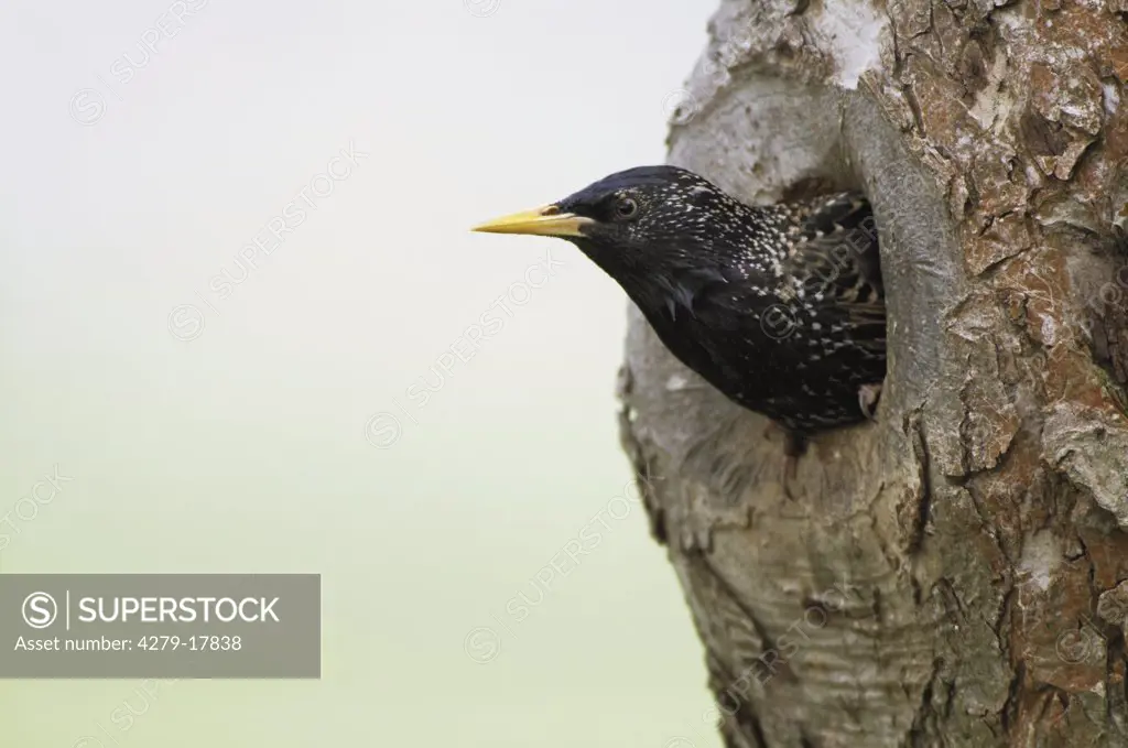 starling looking out of den