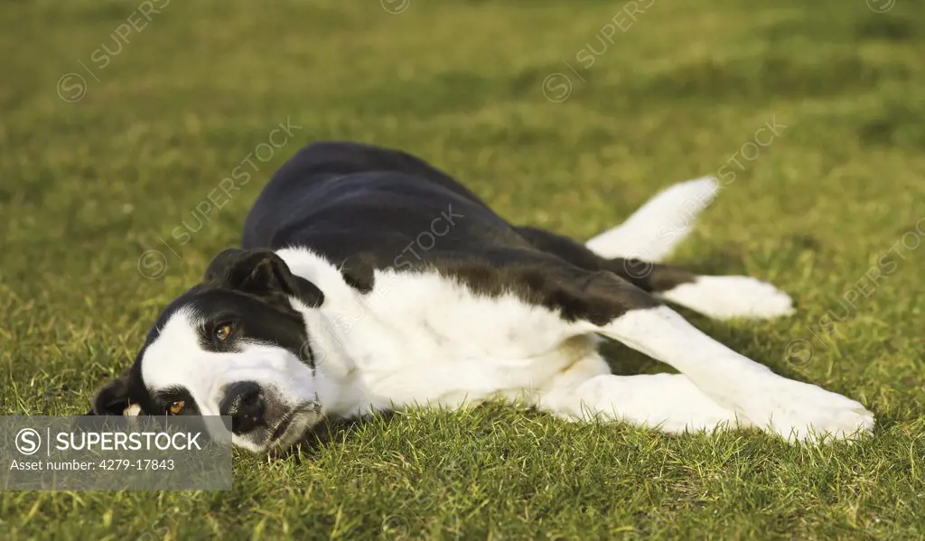 half breed dog - lying on meadow