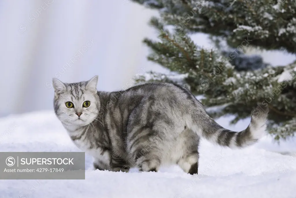 British Shorthair cat - standing in snow