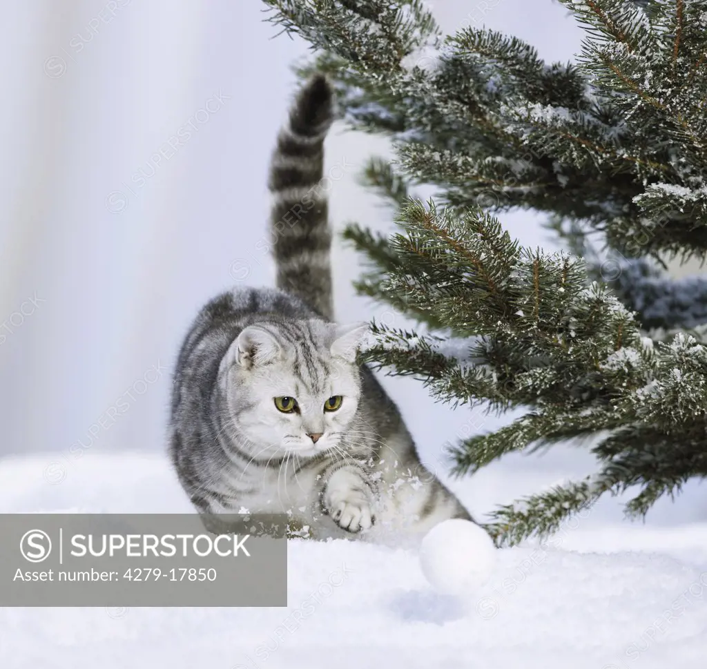British Shorthair cat in snow - playing