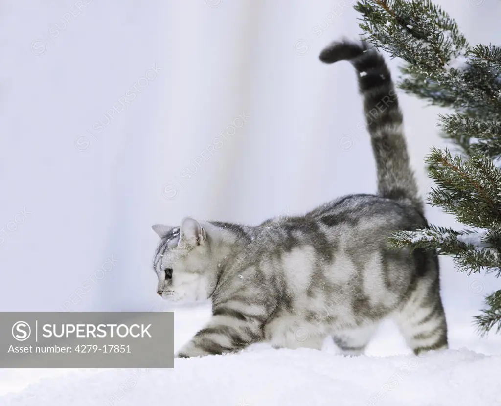 British Shorthair cat - walking in snow