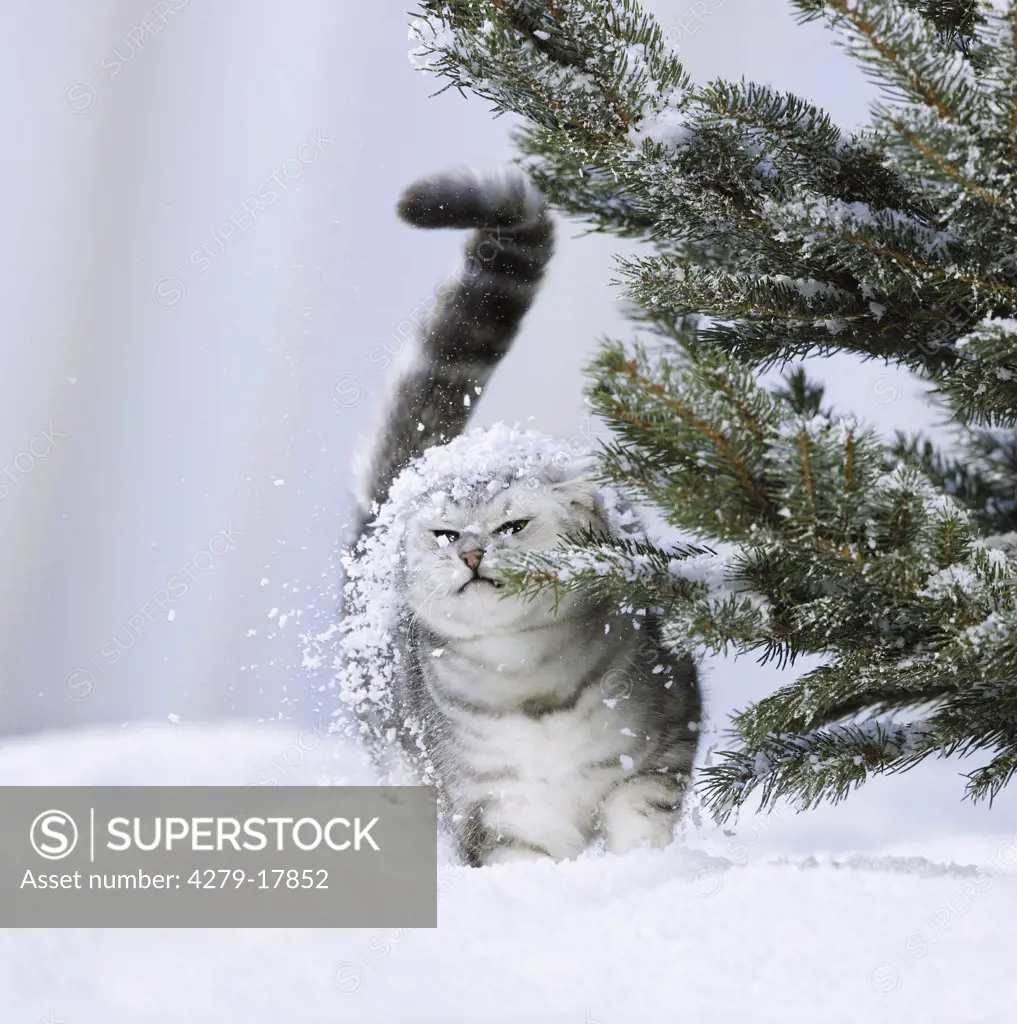 British Shorthair cat - snow on head