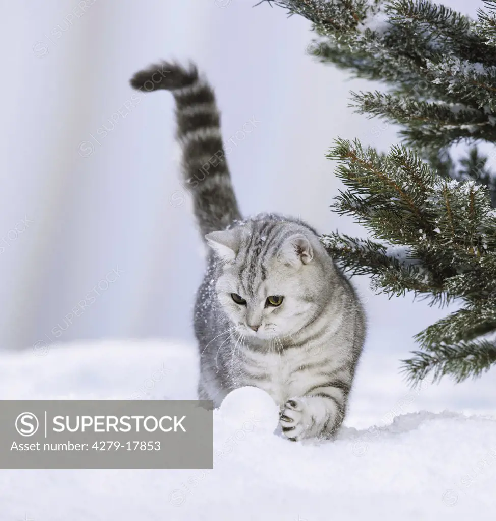 British Shorthair cat in snow - playing