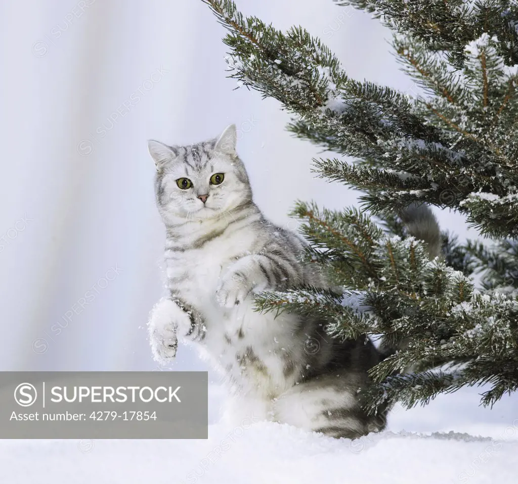 British Shorthair cat in snow - next to tree