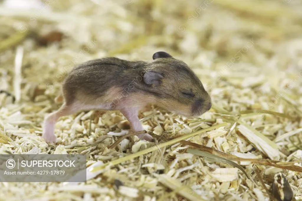 Campbell's Dwarf Hamster - cub, Phodopus campbelli