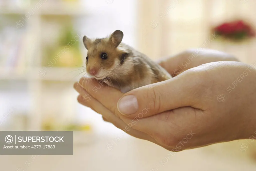 young golden hamster on hand, Mesocricetus auratus