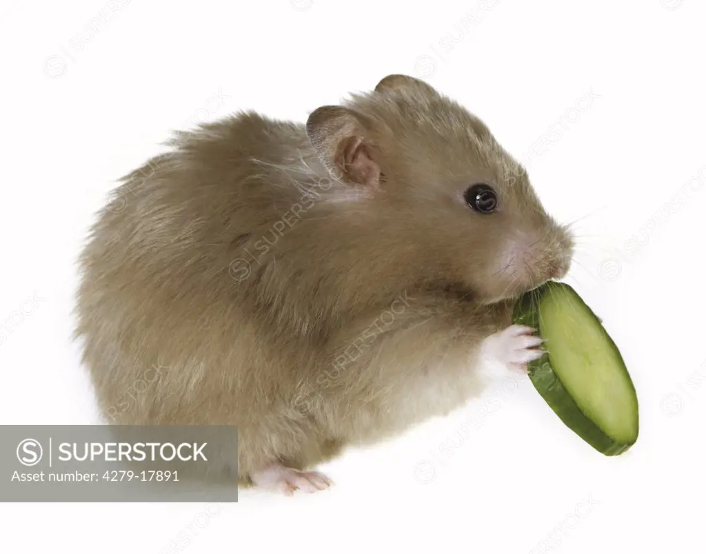 golden hamster with cucumber - cut out, Mesocricetus auratus
