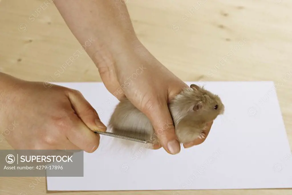 golden hamster - being brushed