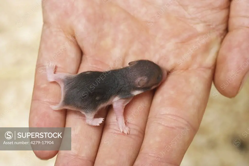 golden hamster - cub on hand, Mesocricetus auratus