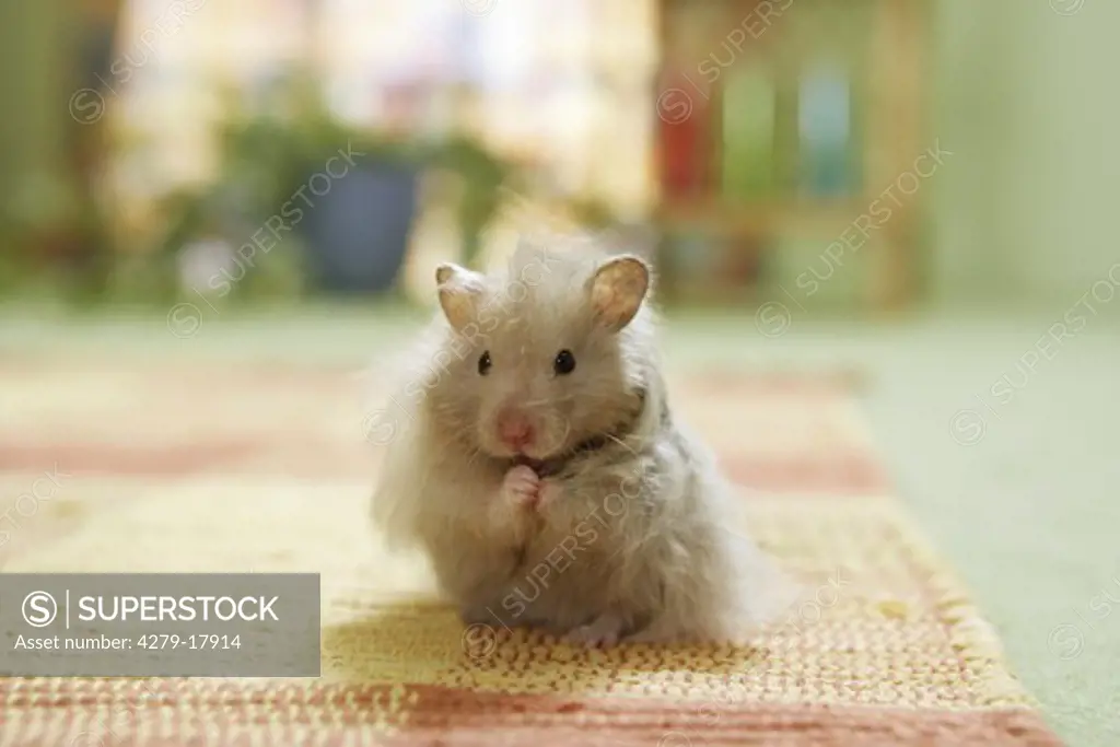 golden hamster - standing on rug