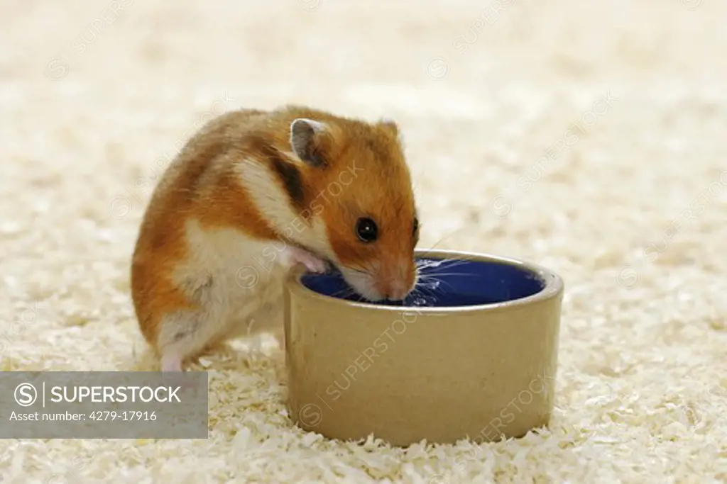 golden hamster - munching