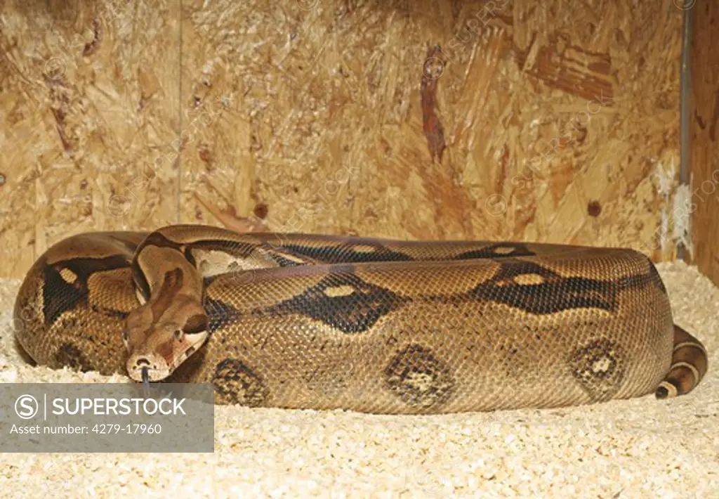 red-tailed boa (female), Boa constrictor constrictor
