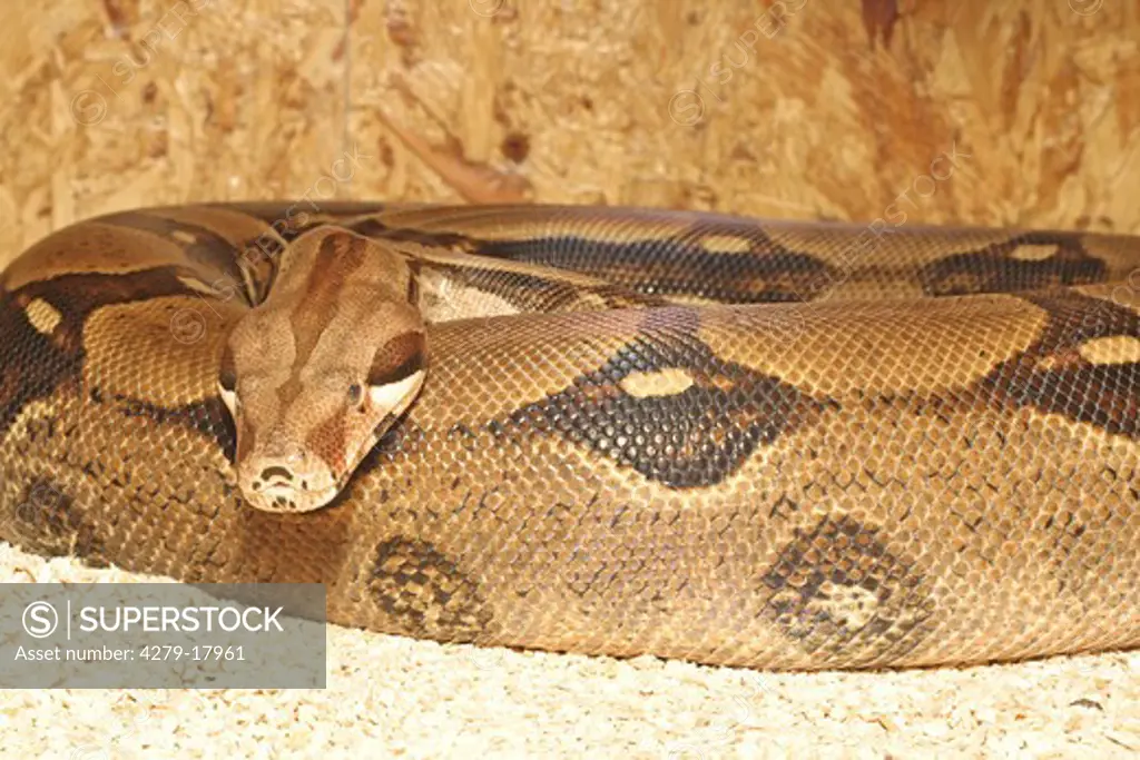 red-tailed boa (female), Boa constrictor constrictor