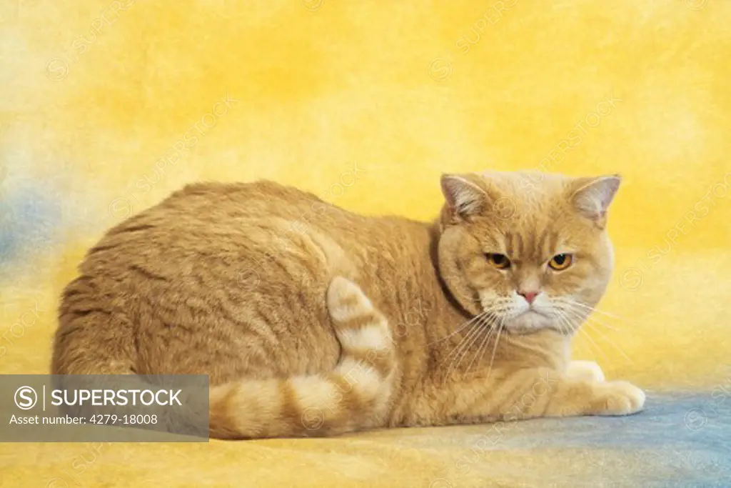 red British Shorthair cat - lying - cut out