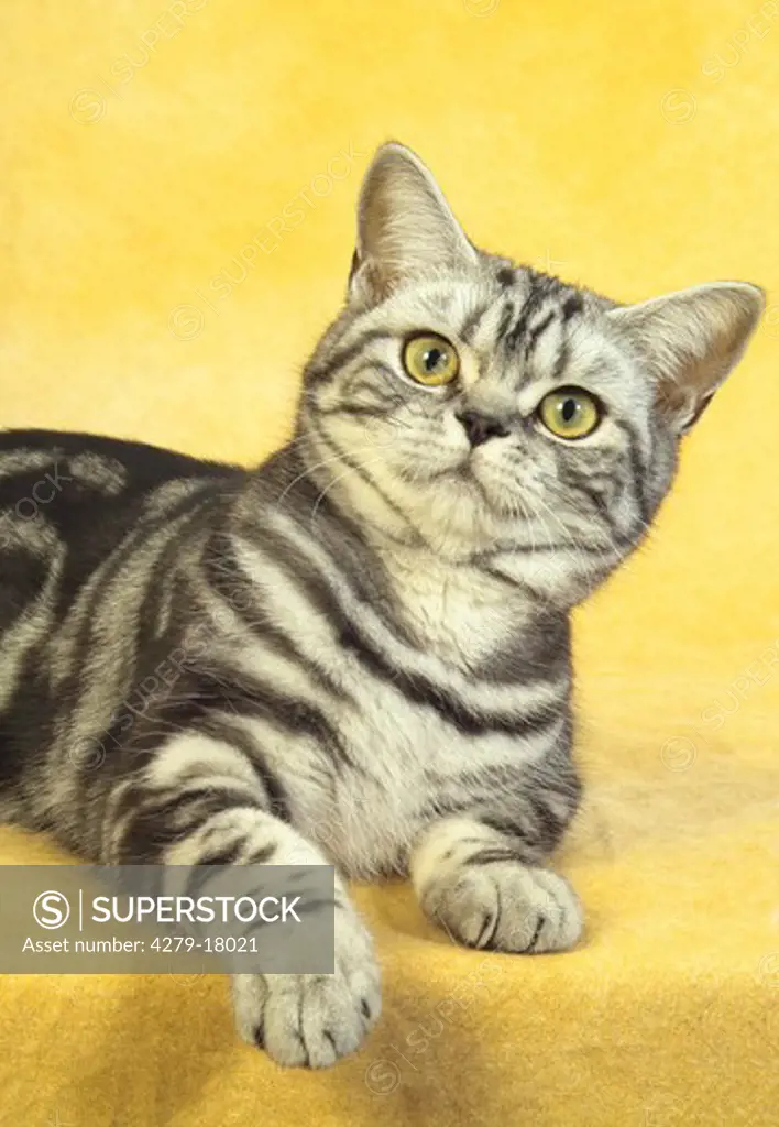 British Shorthair cat - lying - cut out