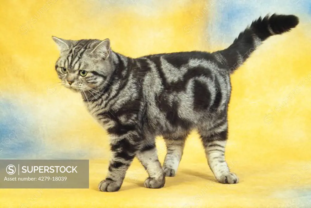 British Shorthair cat - cut out