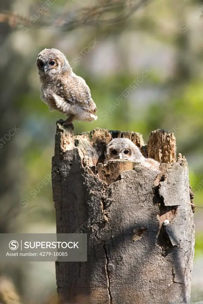 tawny owl - on tree trunk, Strix aluco