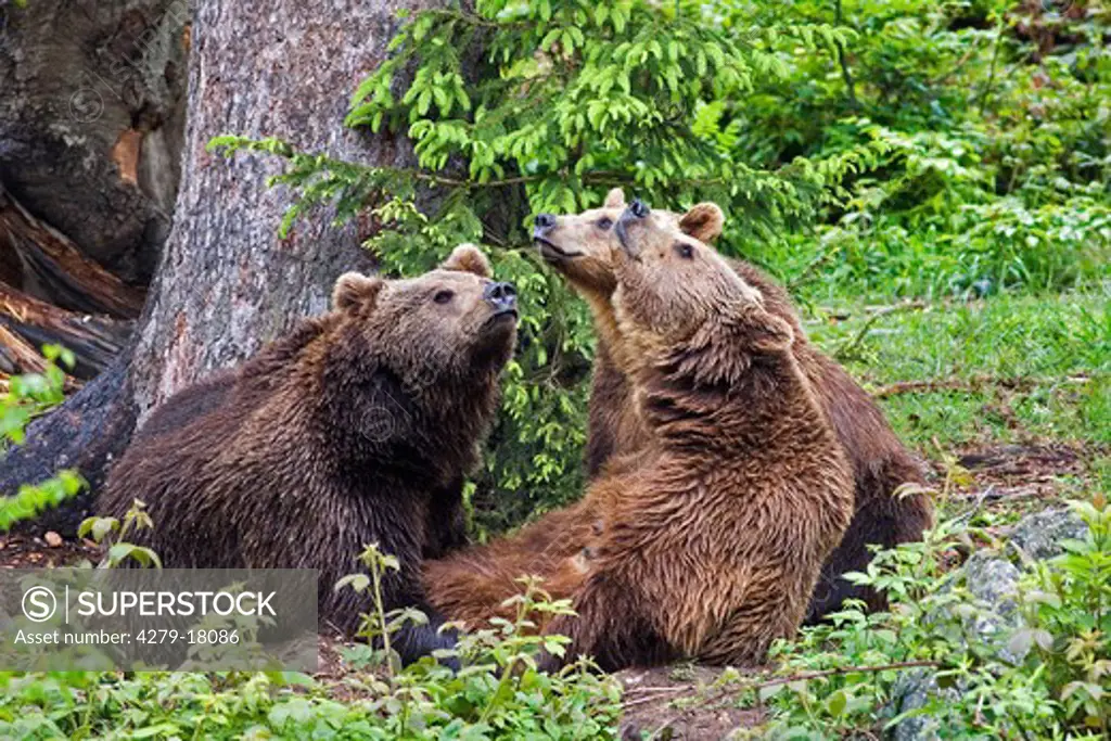 three brown bears, Ursus arctos