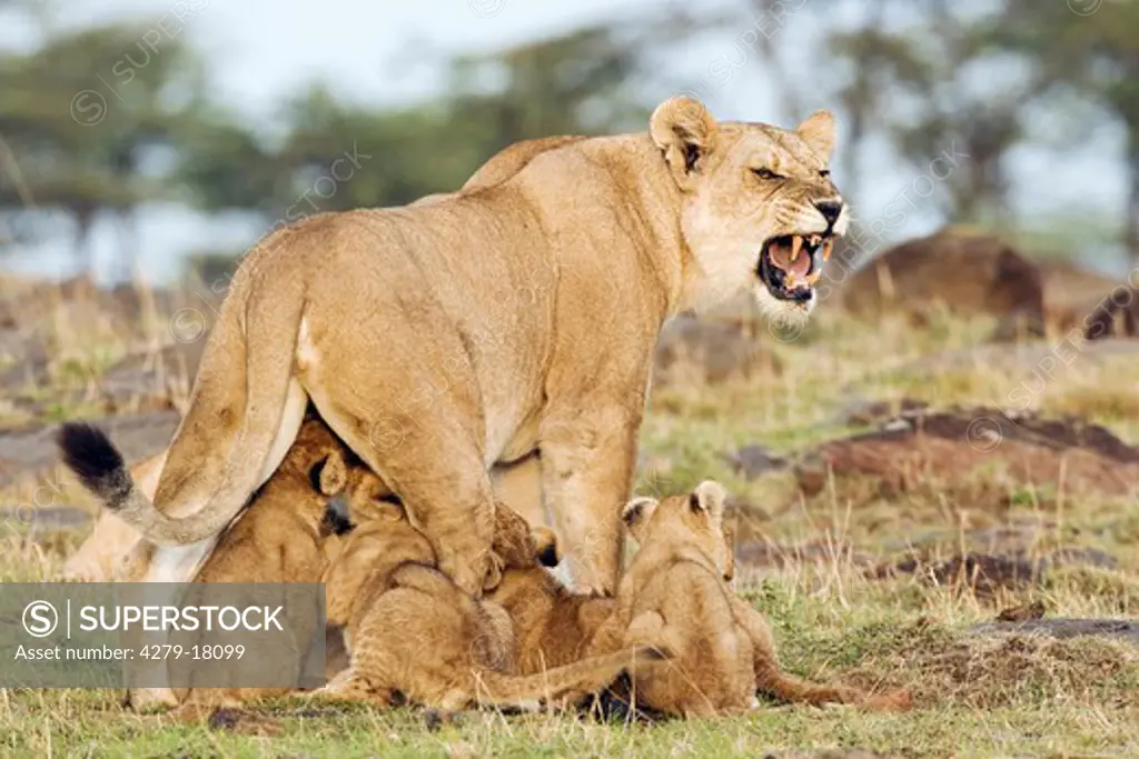 lioness with cubs, Panthera leo