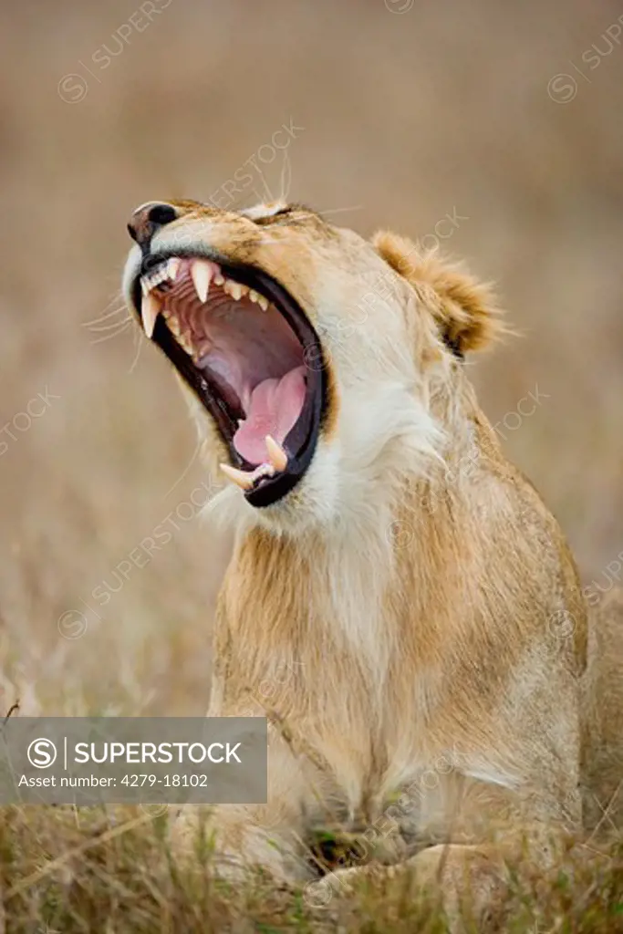 lioness - screaming, Panthera leo