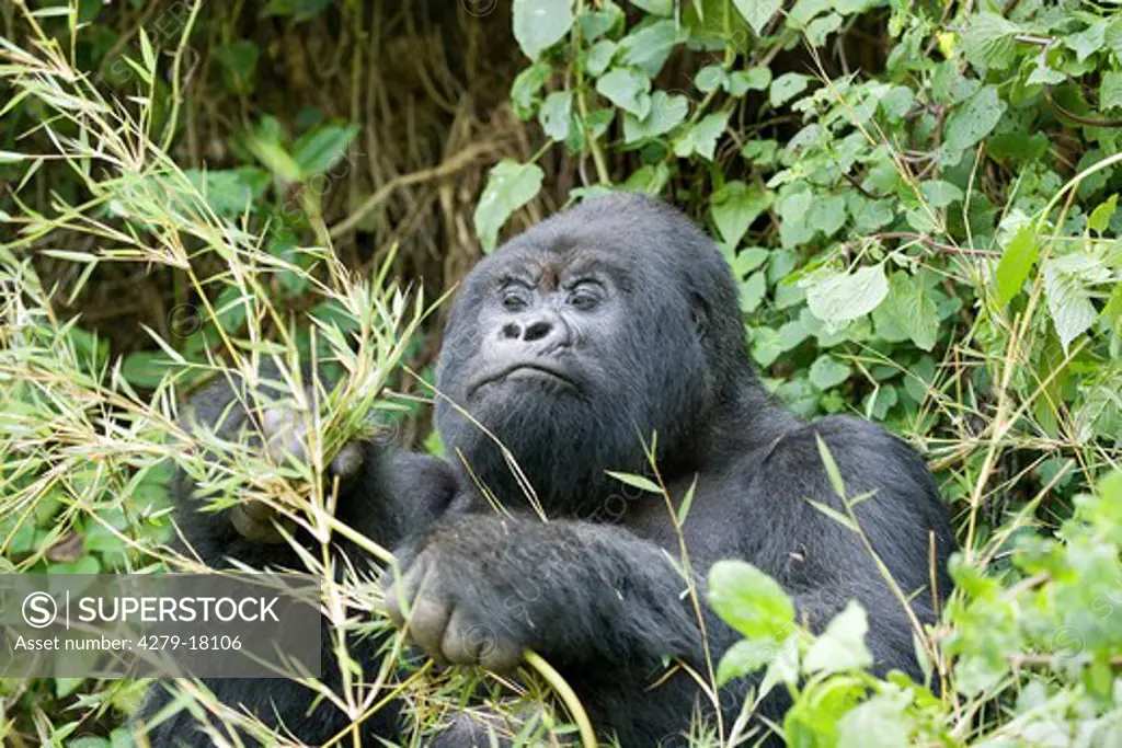 mountain gorilla - sitting, Gorilla beringei beringei