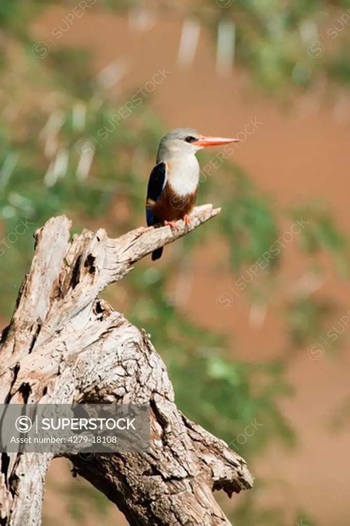 grey-headed kingfisher - on branch, Halcyon leucocephala